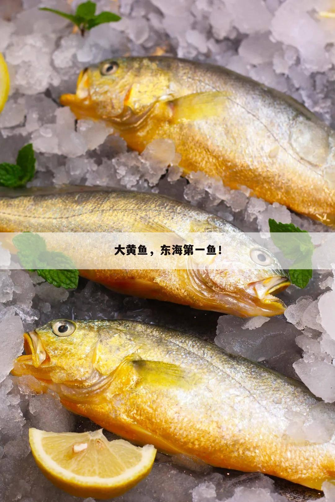 大黃魚,東海第一魚!