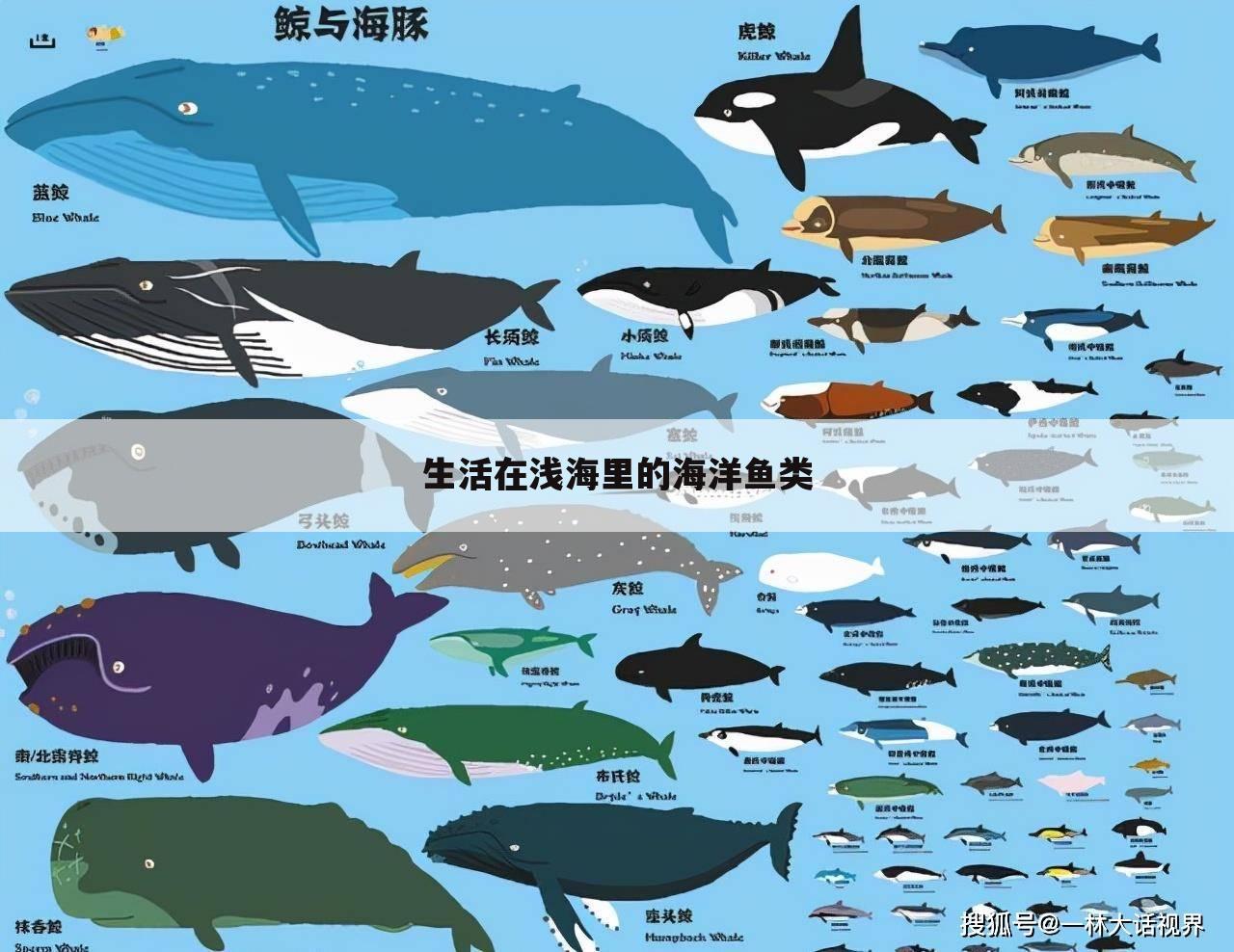 鱼类大全名字海洋生物图片